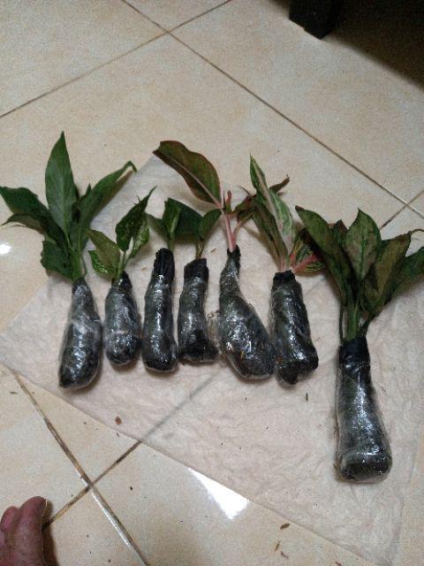 Pohon Aglonema Rotundum 4-5 Batang Daun