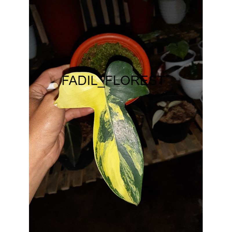 philodendron florida beauty varigata/florida beauty varigata/flobe/florida beauty FADIL_FLOREST