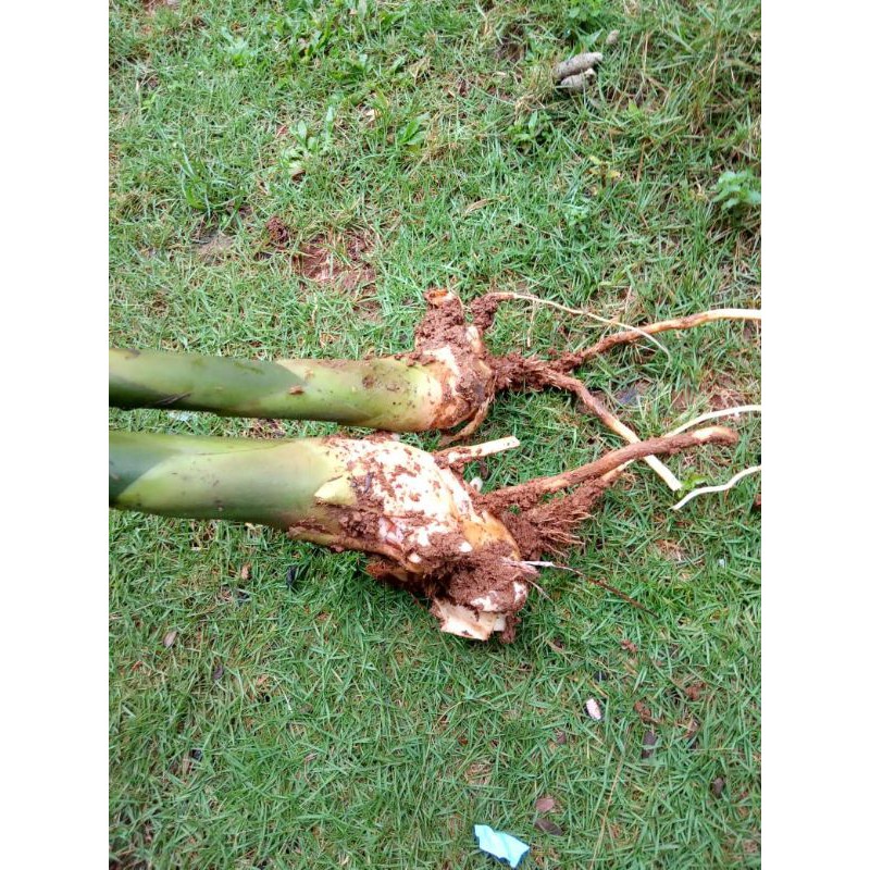 

BIBIT KECOMBRANG TERBAIK