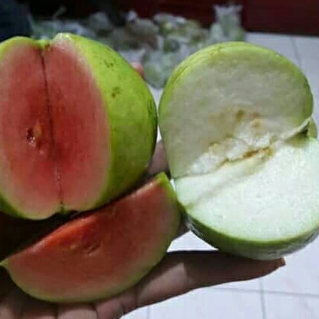 

Bibit jambu kristal merah putih