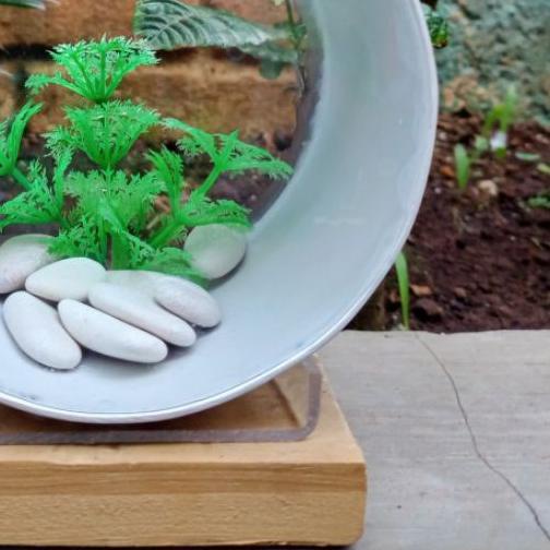 aquarium mini unik akrilik pvc bulat cupang,gapi,neon,ikan hias