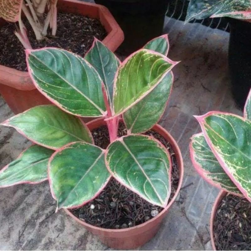 AGLONEMA LIPSTIK TIGER