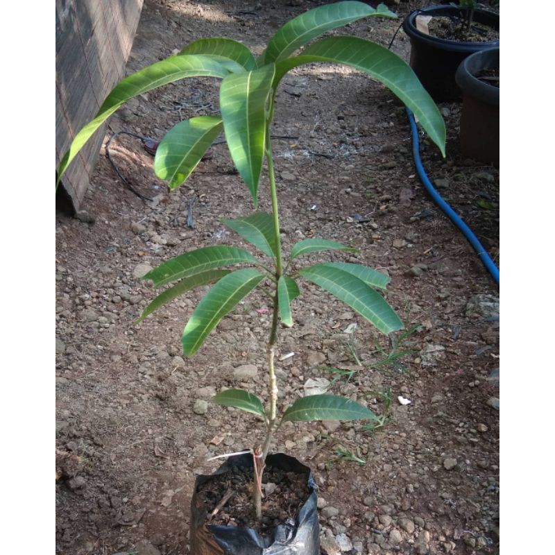 bibit mangga yuwen [Bibit Berkualitas Unggul]