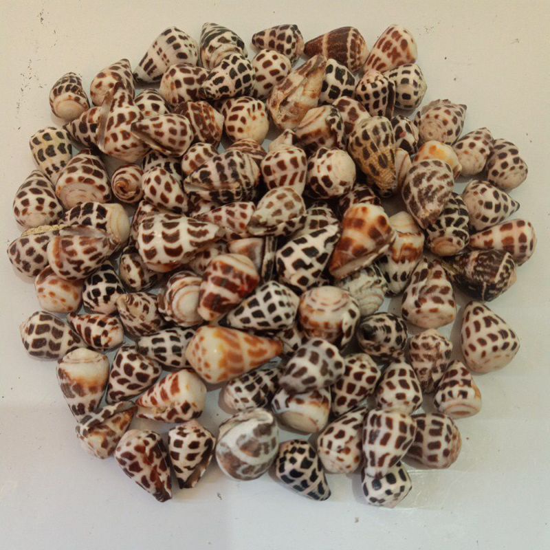 CONUS EBRAEUS