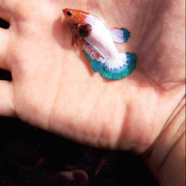 Cupang fccp orang head line vietnam