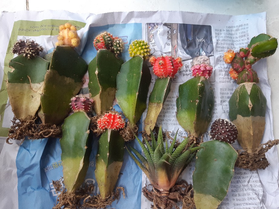 Kaktus Gymno Paket Sultan Dipot 10cm