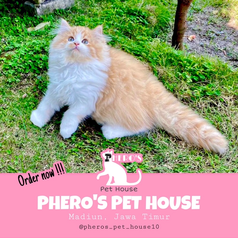 Kucing Persia Bicolor Red Tebby #pherospethouse #pheros_pet_house PHEROS PET HOUSEi