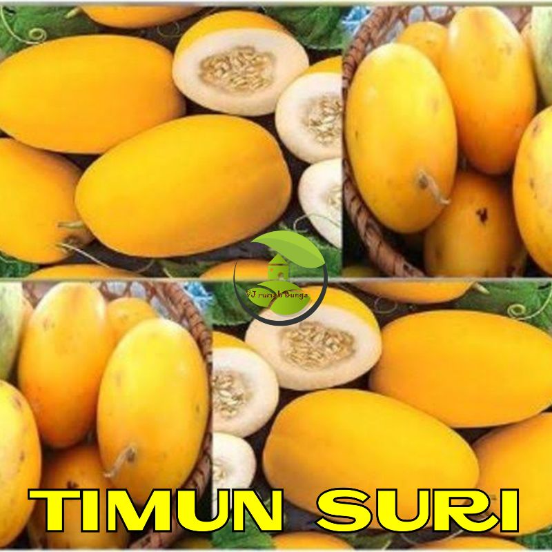 Benih Buah Timun Suri