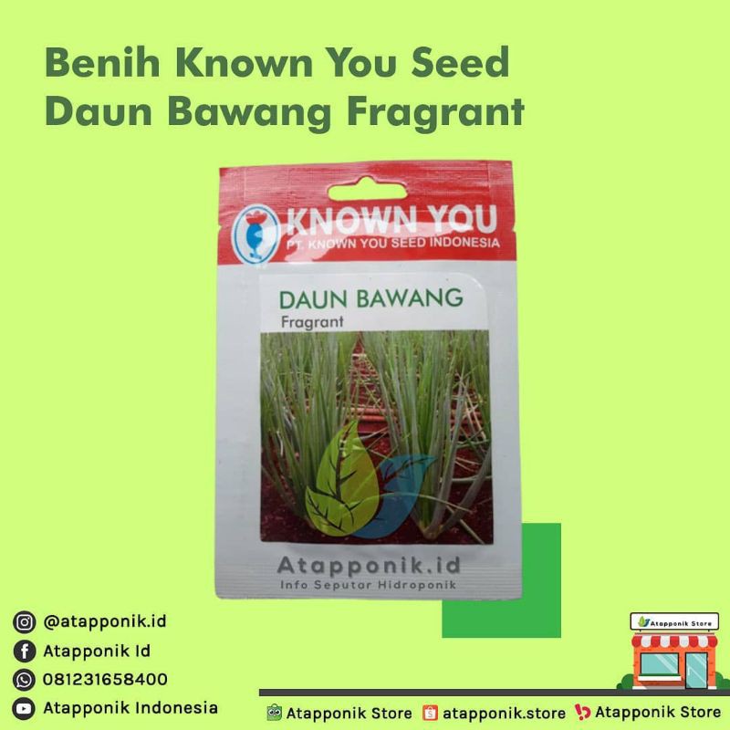 benih bibit daun bawang fragrant