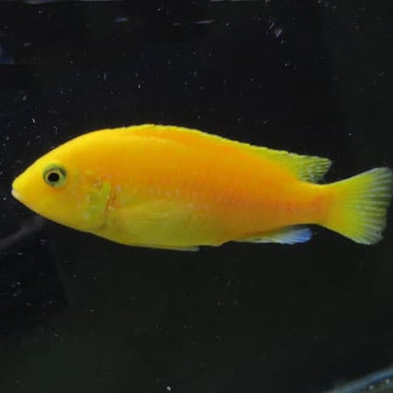 ikan hias aquarium LEMON ikan hias aquascape jenis air tawar lucu