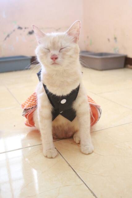 Dress motif lope orange strip lucu untuk kucing size S-XL baju kucibg termurah