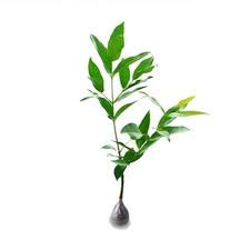 Jual Bibit tanaman  Jambu Air Madu Deli Hijau-2