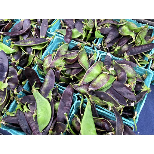 Benih-Bibit Kacang Kapri Deep Purple Snow Pea (Haira Seed)