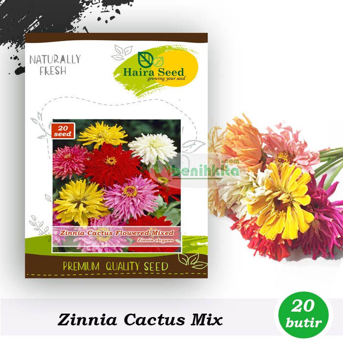 Benih-Bibit Zinnia Cactus Folowered Mix (Haira Seed)