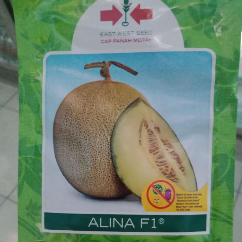 benih Melon Alina F1