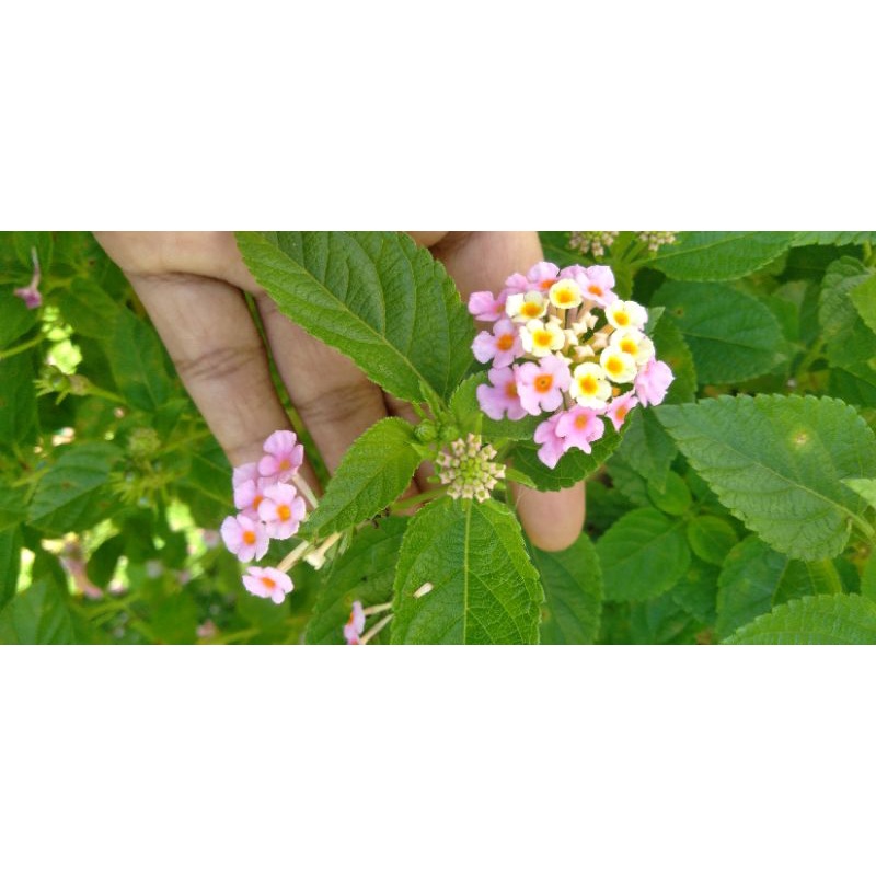 entres Lantana