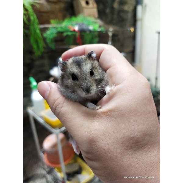 Hamster Winter Tiger jinak murah lucu