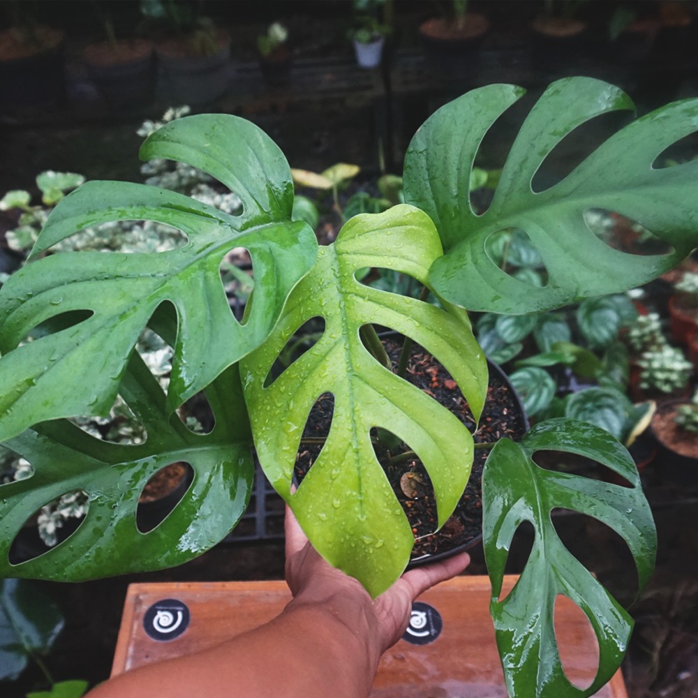 Rhaphidophora Pertusa Mini Monstera Tanaman Hias Indoor Plant Shopee Indonesia