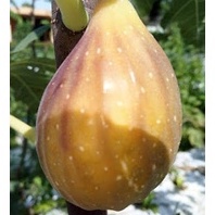 Bibit Pohon Buah tin Lonjong LDP | Buah tin Lonjong manis