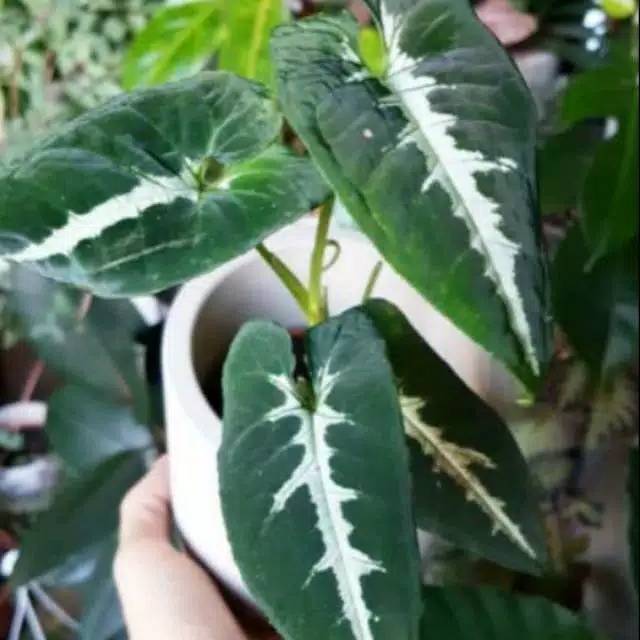 Tanaman Hias Syngonium Wendlandii Keladi Tikus Shopee Indonesia