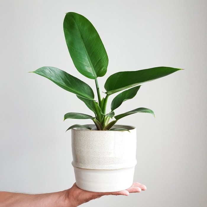 PHILODENDRON GREEN EMERALD | TANAMAN PHILO EMERAL