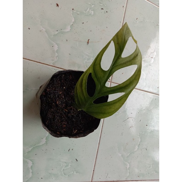 Janda Bolong 1 Daun