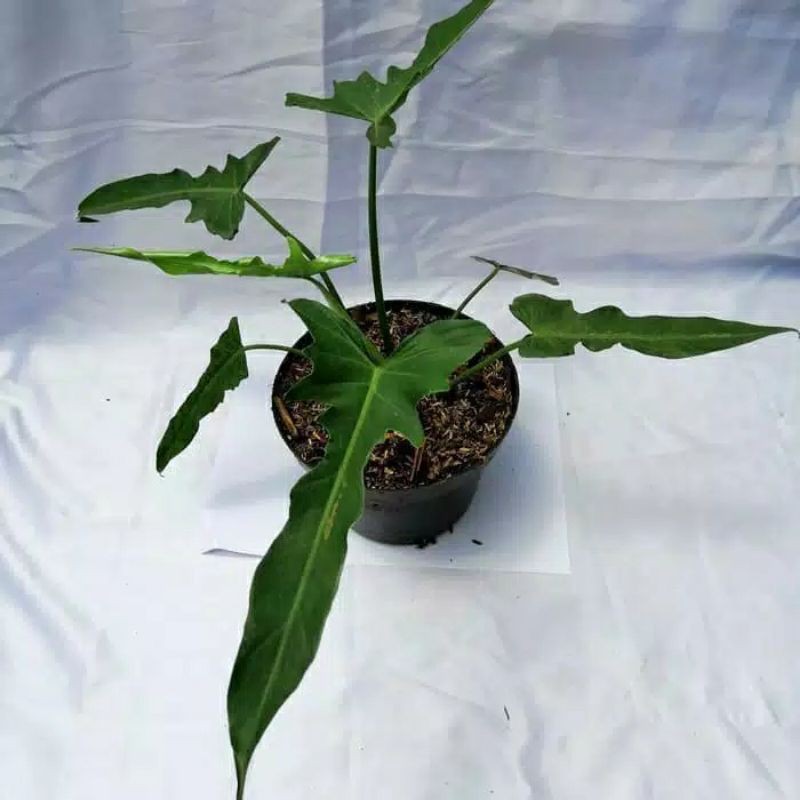 bonggol Jual tanaman hias philodendron longilobatum _ - tanaman hias-bunga hidup murah