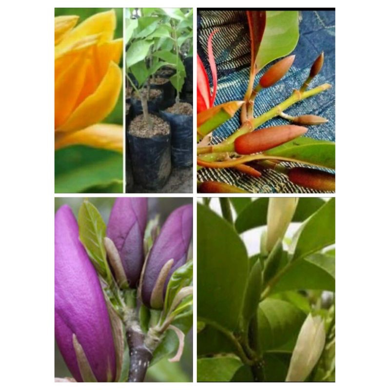 paket 4 bibit bunga kantil 4 warna