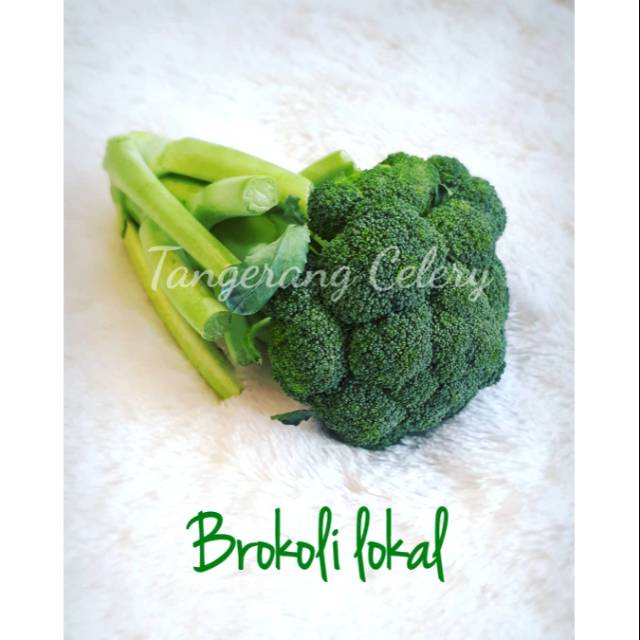  Gambar  Sayur  Brokoli  HOBI SAYUR 