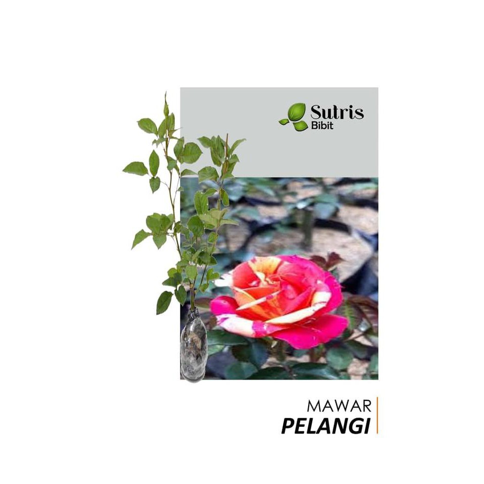 BIBIT TANAMAN HIAS BUNGA MAWAR PELANGI PREMIUM SELLER