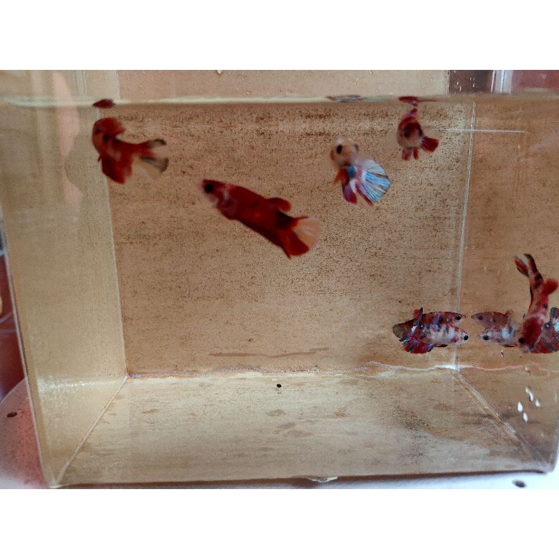 TERMURAH 5+1 MALE TOP GRADE RED KOI GALAXY 3,5 BULAN UP