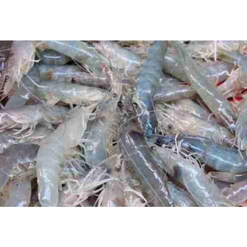 

Udang Vaname Size 99-100 1 Kg