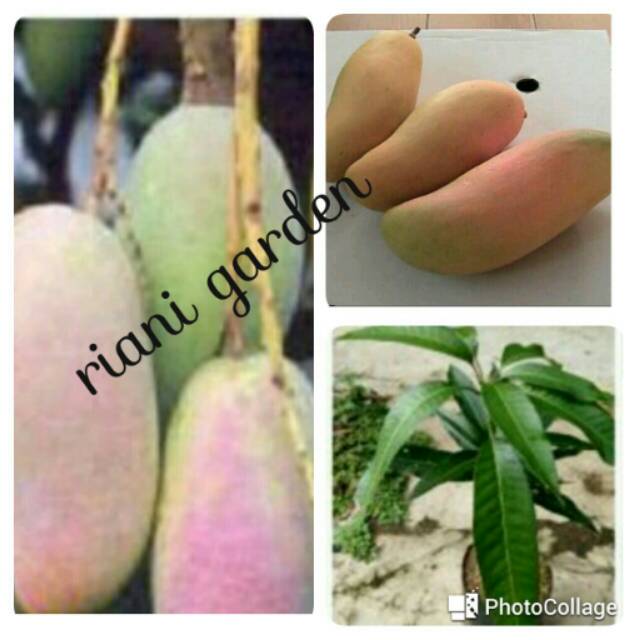 BIBIT MANGGA MAHACHANOK(mangga pelangi)