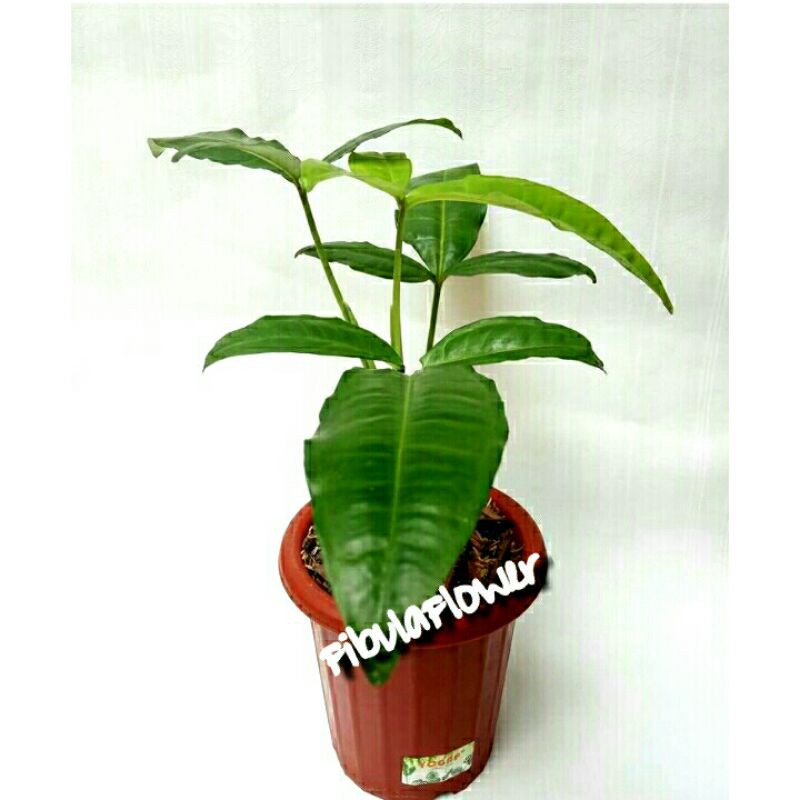 syngonium podophyllum auritum