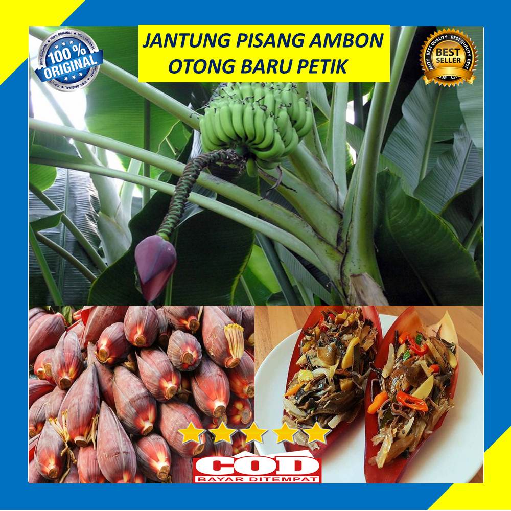 

Jantung Pisang Ambon Perbuah Otong Pisang Baru Petik Fresh