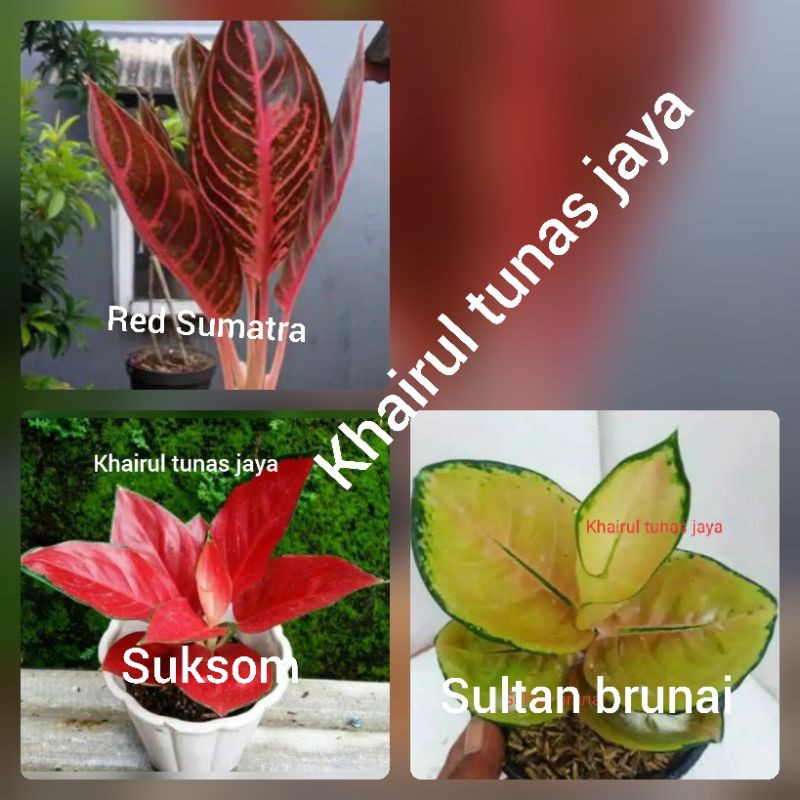 paket 3 jenis bunga aglonema indoor red sumatra,suksom,Sultan brunai