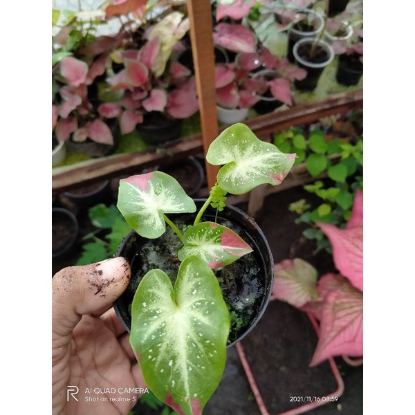caladium shycool ( Cat tumpah)