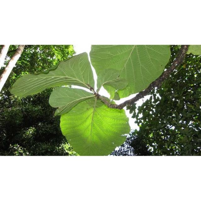 

Daun Jati 24 Lembar/ Daun Pisang Batu 2kg