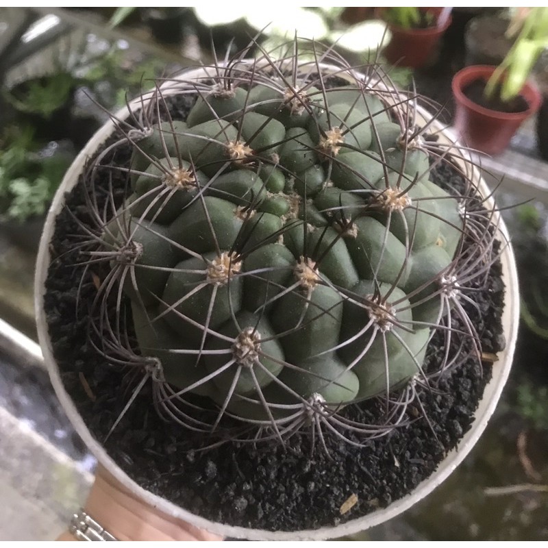 Gymnocalycium Saglionis