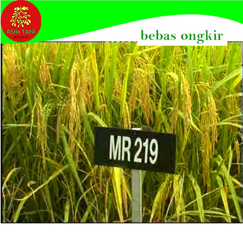 Benih Bibit Padi MR219 - 95 HST 5kg Berkualitas
