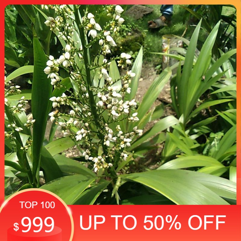 Anggrek Tanah warna putih / Anggrek Tanah Murah