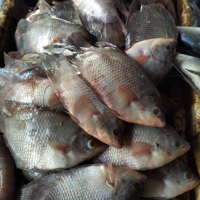

Ikan Gurame Segar Kecil - 250 gram