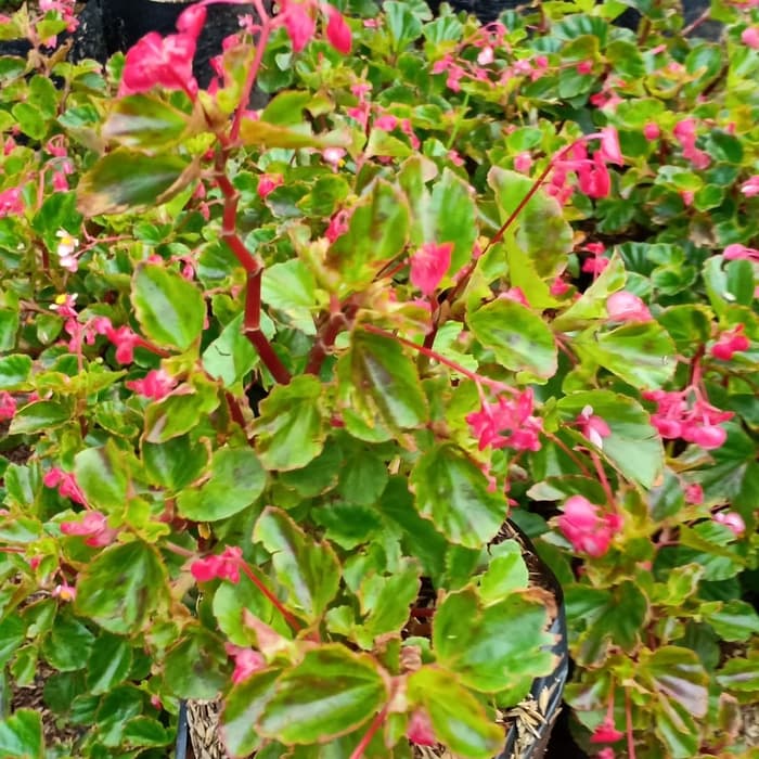 tanaman hias gantung begonia bunga merah Taman aglo