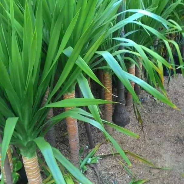 pohon pandan bali 1 meter / tanaman pandan bali