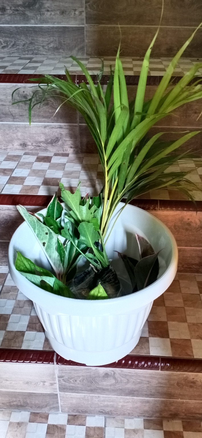 Tanaman Hias Indoor Palem Kuning Tunggi 50cm - Palm Kuning