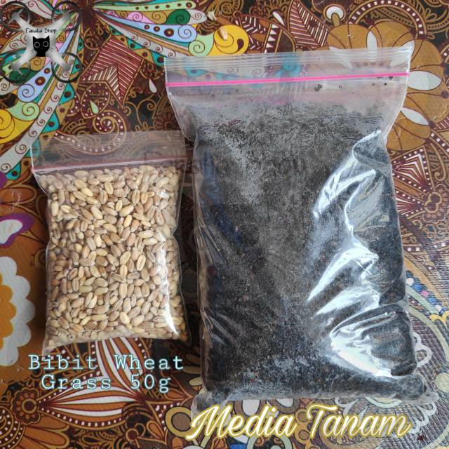 Paket Lengkap Besar Wheatgrass Siap Tanam Catgrass Cat Wheat Grass Rumput Kucing Kesehatan Media Pot