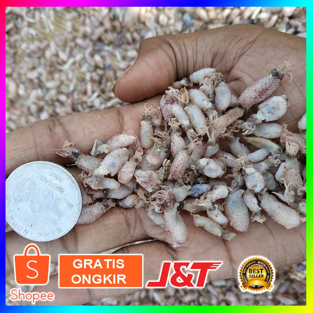 

GROSIR ASLI BABY CUMI 0,5 - 2CM GRADE A KERING TANPA FORMALIN