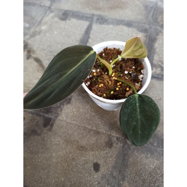 philodendron gigas ekonomis