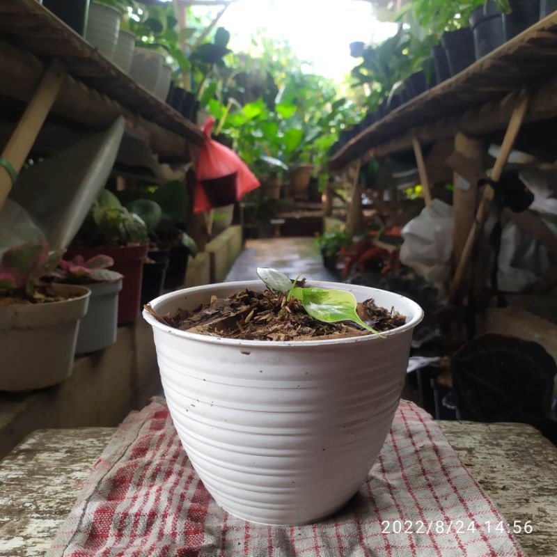 Tanaman hias philodendron Florida beauty variegata || philo Florida beauty variegata