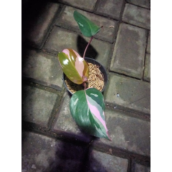 philodendron sharoniae